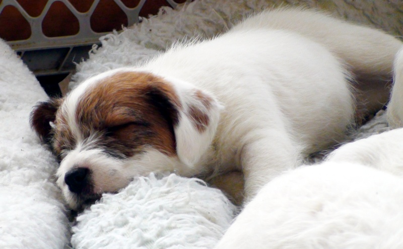 how much do parson russell terrier puppies cost